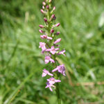 Gymnadenia odoratissima