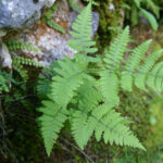 fam.ASPIDIACEAE