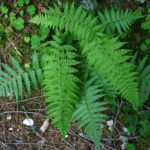 gen.Gymnocarpium