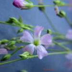 gen.Gypsophila