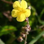 fam.CISTACEAE