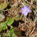 gen.Hepatica