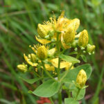 Hypericum maculatum