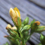 Hypericum montanum