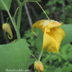 fam.BALSAMINACEAE