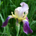 gen.Iris