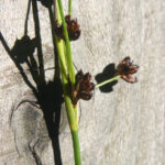 gen.Juncus