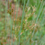 Juncus inflexus 
