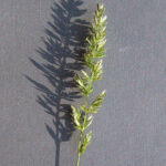 Koeleria pyramidata