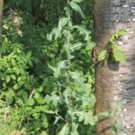 gen.Lactuca