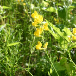 Lathyrus pratensis