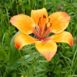 fam.LILIACEAE
