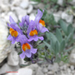 fam.SCROPHULARIACEAE