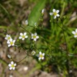 Linum catharticum