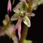 Listera cordata
