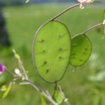 gen.Lunaria