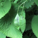 Lunaria rediviva