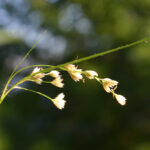 fam.JUNCACEAE