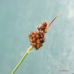 Luzula campestris