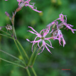 gen.Lychnis