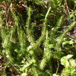 fam.LYCOPODIACEAE