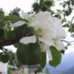 gen.Malus