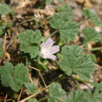 fam.MALVACEAE