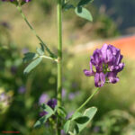 Medicago sativa 