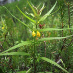 gen.Melampyrum