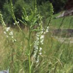 Melilotus alba