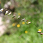 gen.Melica
