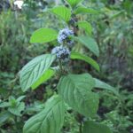 gen.Mentha