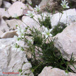 gen.Minuartia