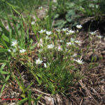 Minuartia verna
