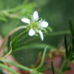 Moehringia ciliata