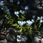 Myosotis alpestris