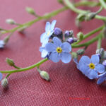 gen.Myosotis