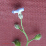 Myosotis decumbens
