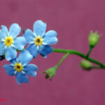 fam.BORAGINACEAE
