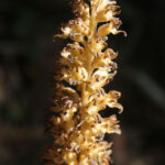 gen.Neottia