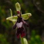 gen.Ophrys