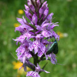fam.ORCHIDACEAE