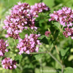 gen.Origanum