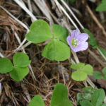 fam.OXALIDACEAE