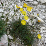 fam.PAPAVERACEAE