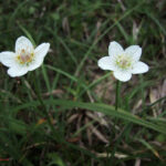 gen.Parnassia