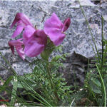 Pedicularis rostrato-capitata