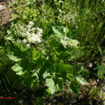 gen.Peucedanum