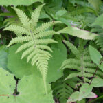 fam.TELYPTERIDACEAE