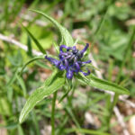 Phyteuma orbiculare